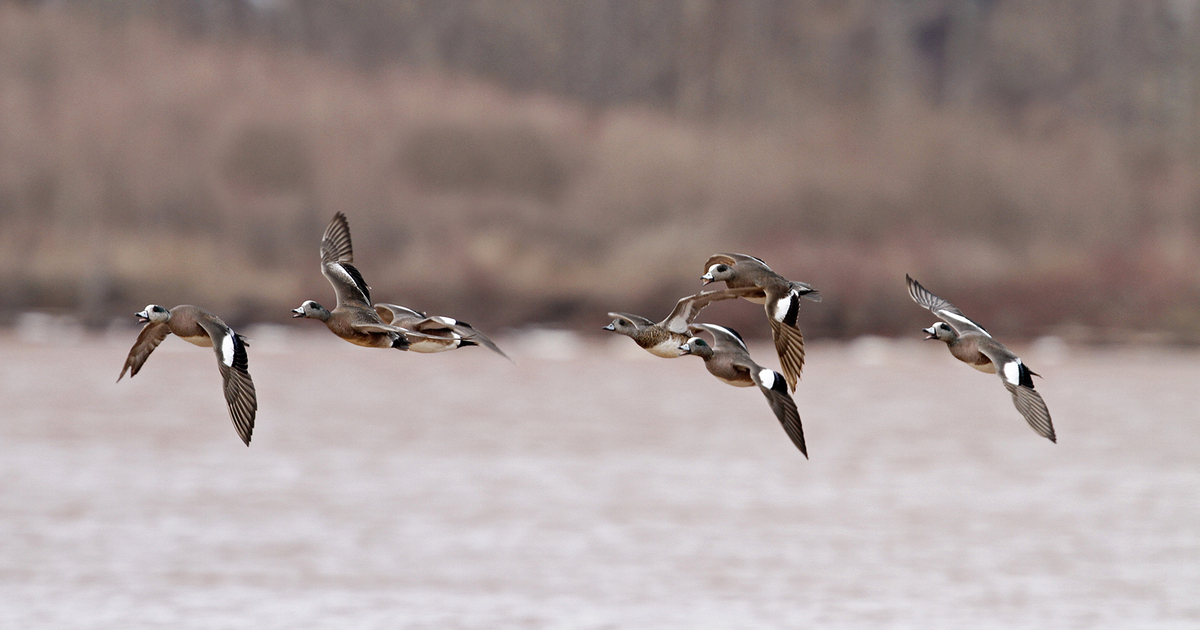 Migration Alert: Washington State Boasts Strong Duck Numbers