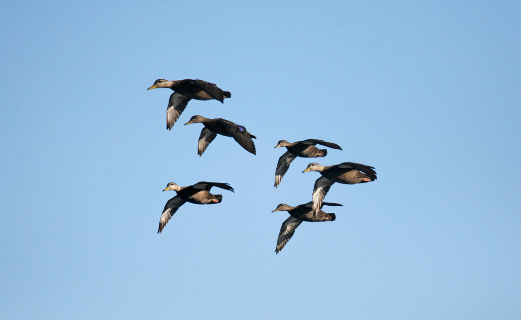 Migration Alert: North Carolina Hunters Enjoy Early-Season Success, Numbers Increasing