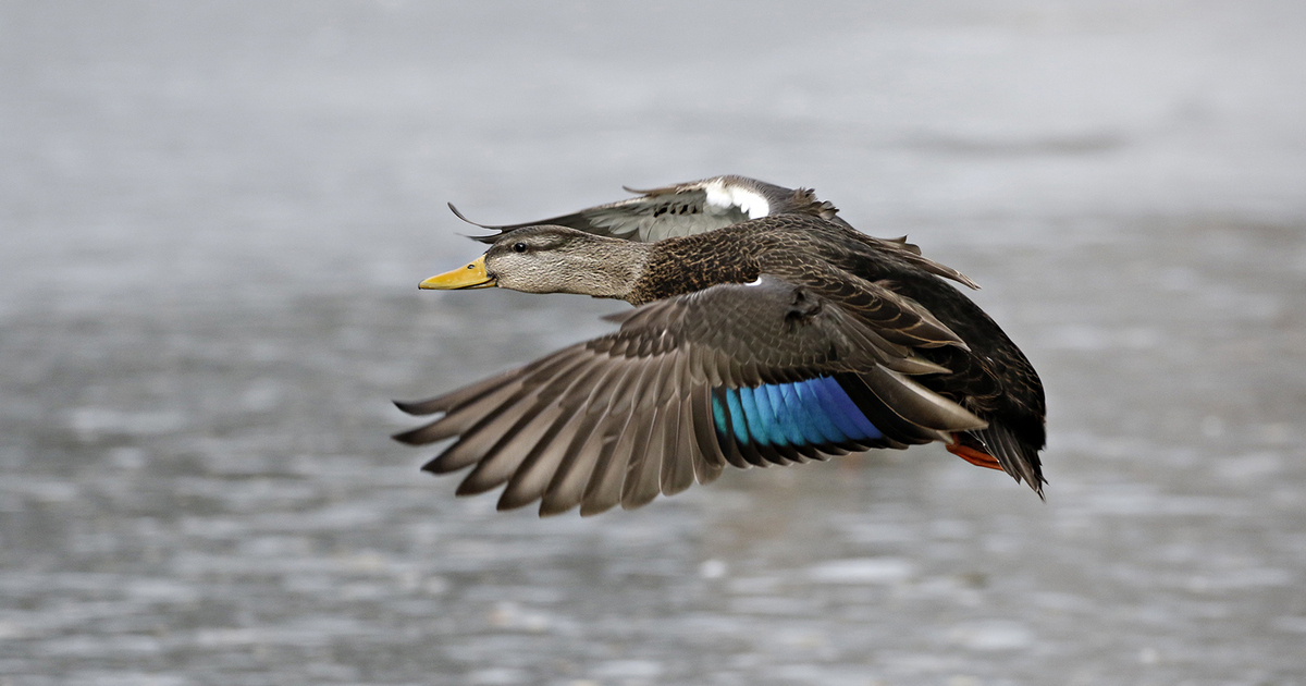 BWDBD_170832cs.jpg - Black duck flying