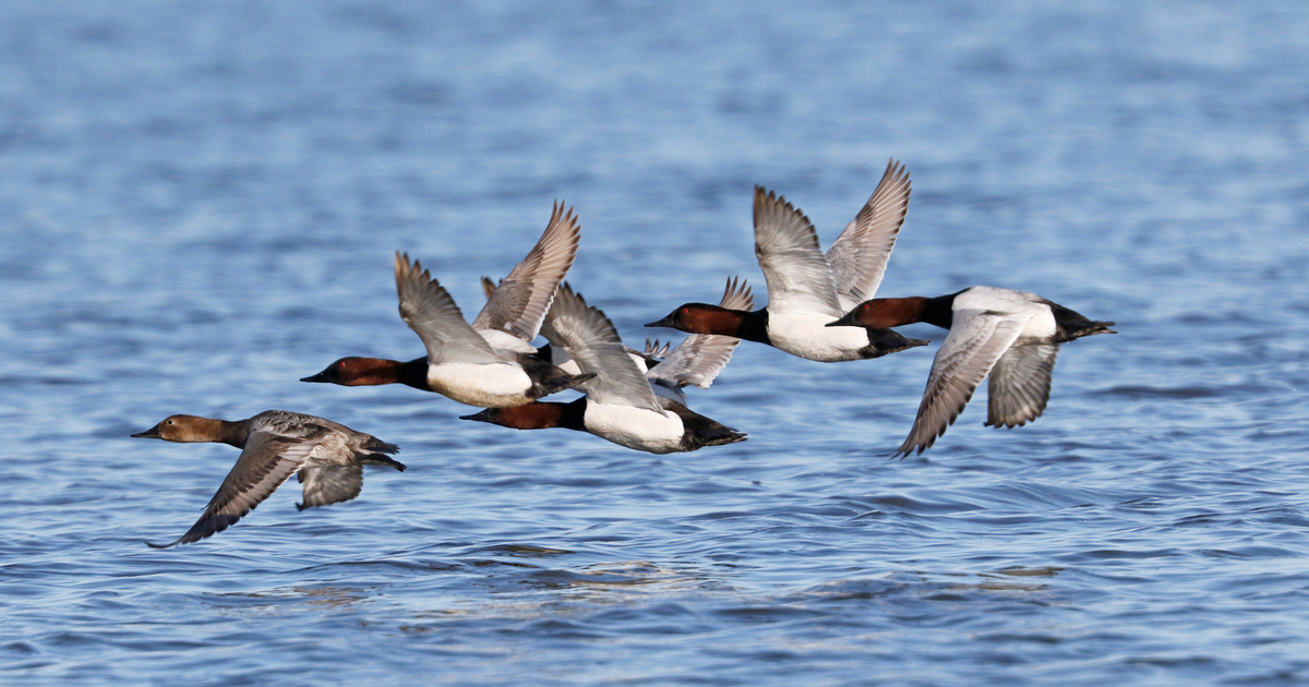 Migration Alert: Hunting Heats Up for New York Waterfowlers