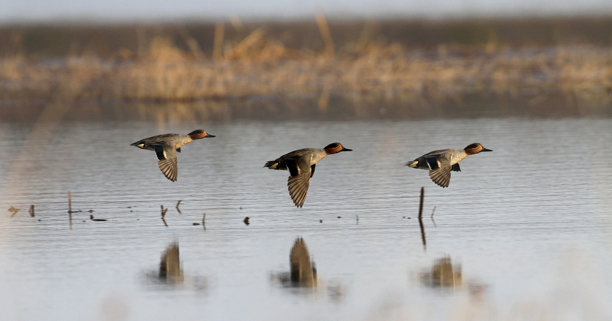 Migration Alert: Arctic Air Brings Ice and Waterfowl to Illinois