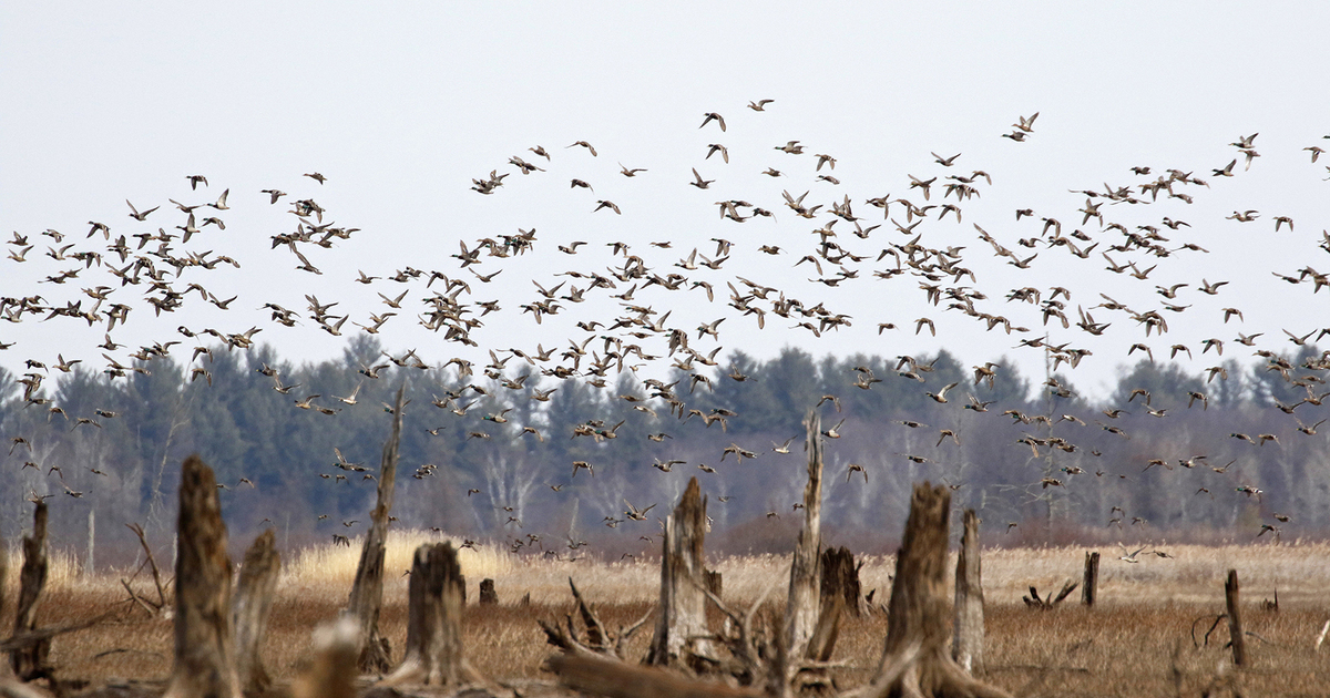 Migration Alert: Arkansas Hunters Facing Limited Water for Opener