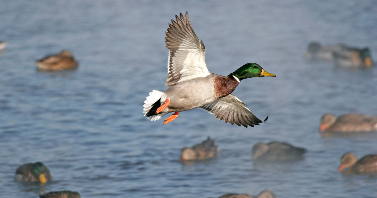 Migration Alert: Early-October Cold Front Brings New Waterfowl to North Dakota