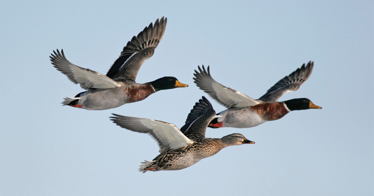 Migration Alert: Colorado Waterfowl Hunters Waiting For Weather 