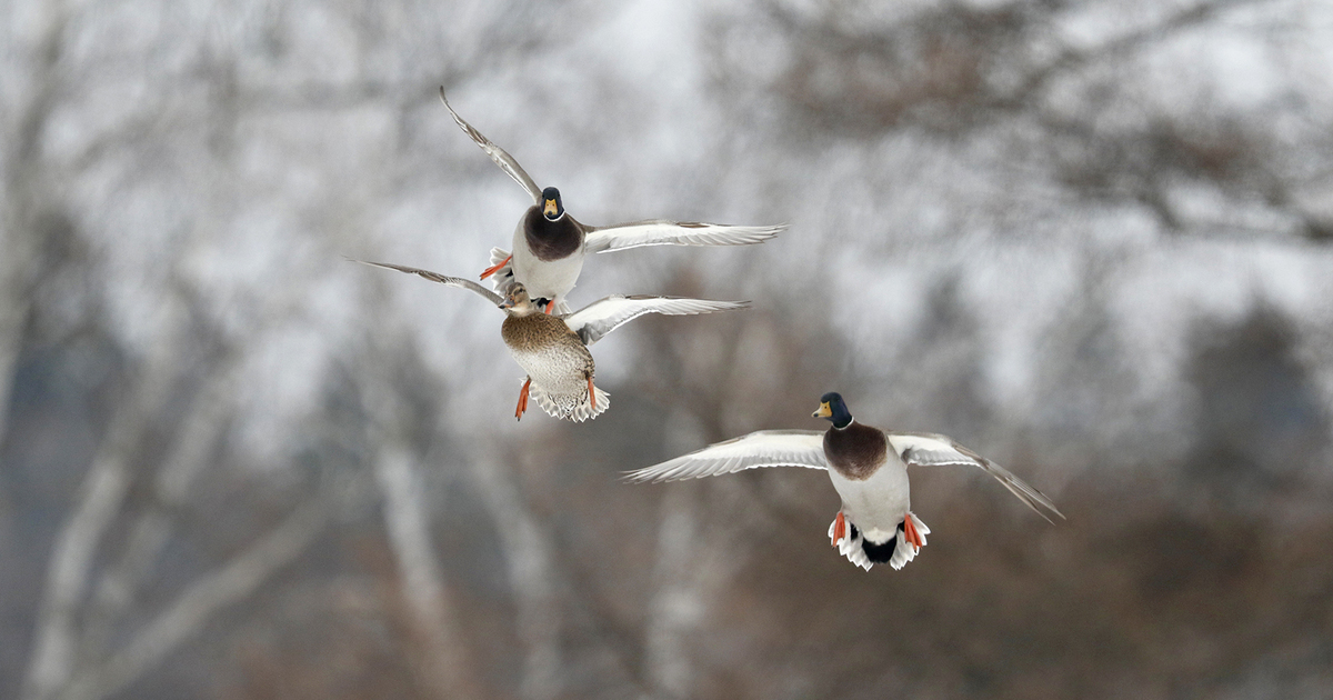 Migration Alert: Habitat Conditions, Waterfowl Numbers Improving in Pacific Northwest