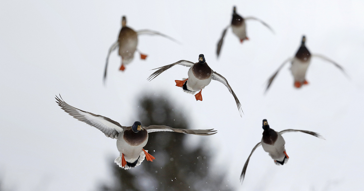 Migration Alert: Arctic Blast Might Make or Break the Season for Arkansas Waterfowlers