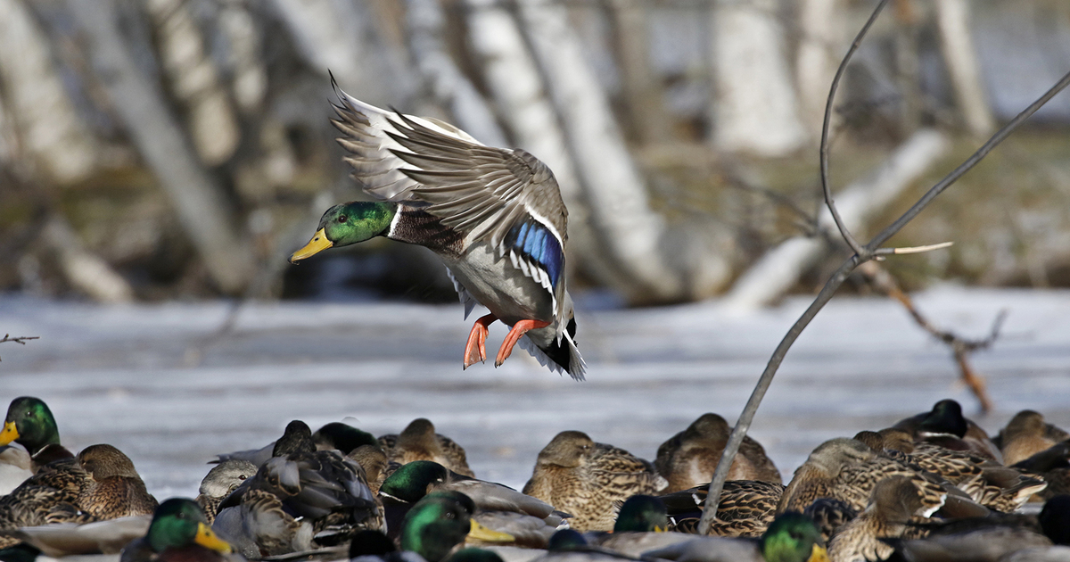 Migration Alert: Kansas Waterfowl Hunters Await Winter’s Arrival
