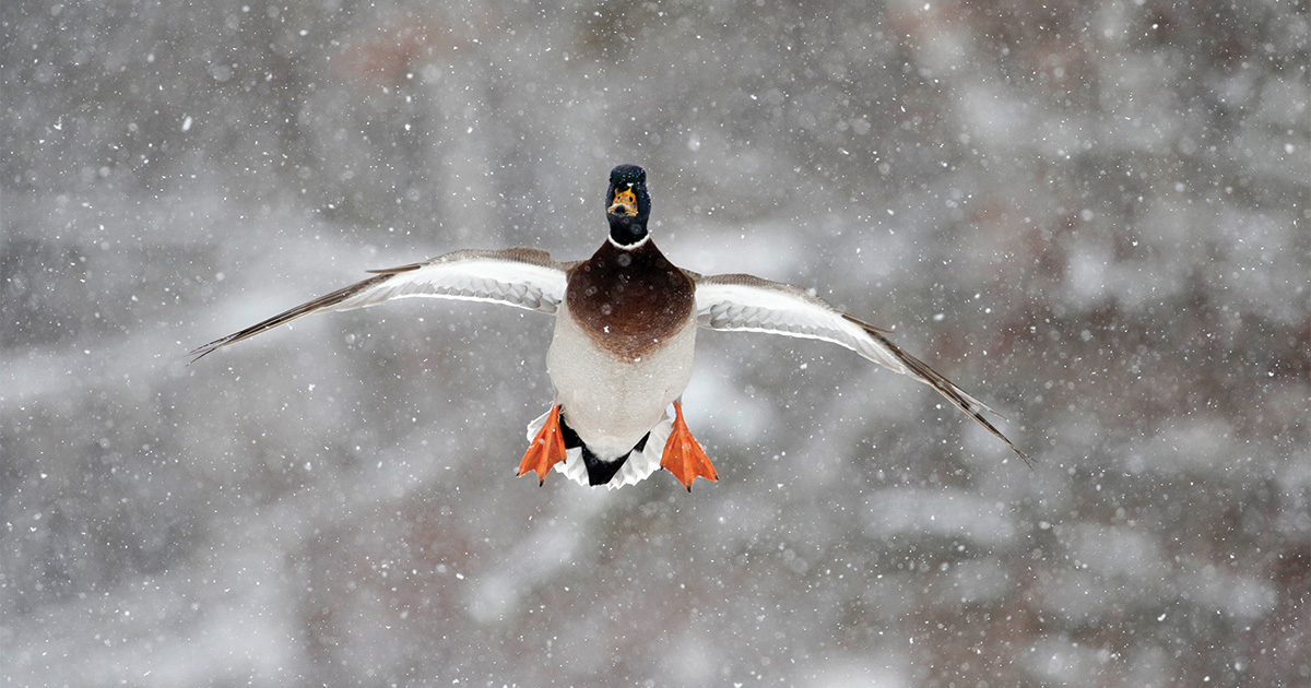 Migration Alert: Midwestern Waterfowlers Brace for Winter Weather