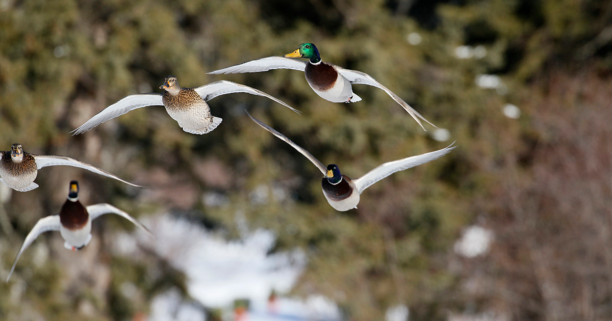 Migration Alert: Winter Weather in the New Year Sparks Hope in Central Flyway