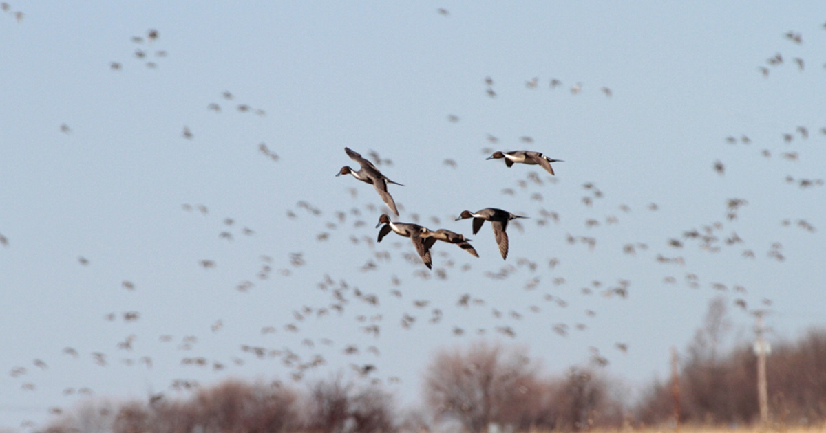 Migration Alert: Texas Coastal Waterfowlers Kick Off Much-Anticipated Regular Duck Season