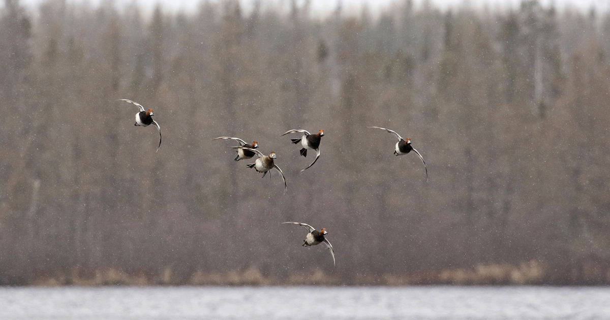 Migration Alert: Wisconsin Waterfowl Hunters Welcome Game-Changing Weather