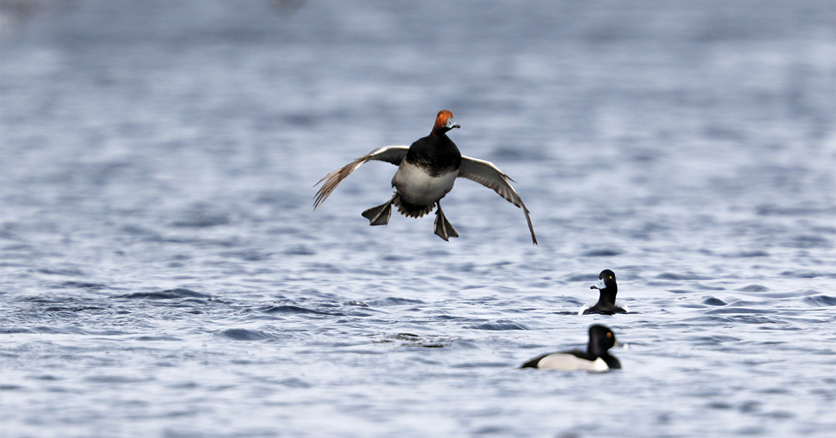 Migration Alert: Wisconsin Waterfowlers Off to a Strong Start