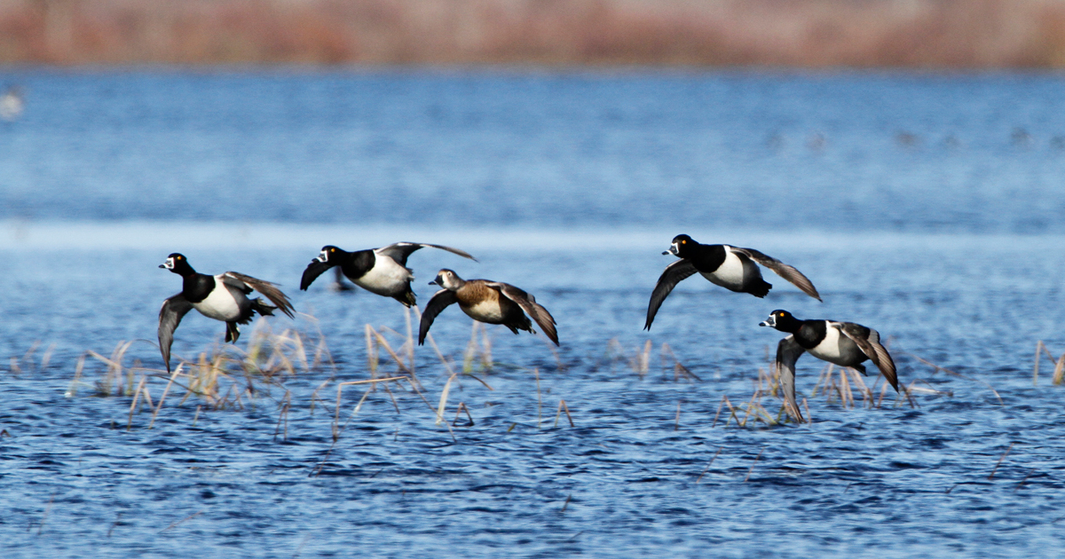 Migration Alert: Despite Low Mallard Numbers, Overall Duck Numbers Remain High in Illinois