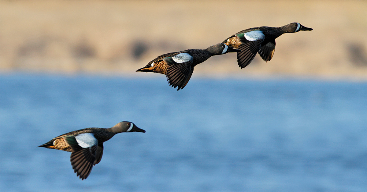 Flock of blue-winged teal flying. Photo by Michael Furtman
