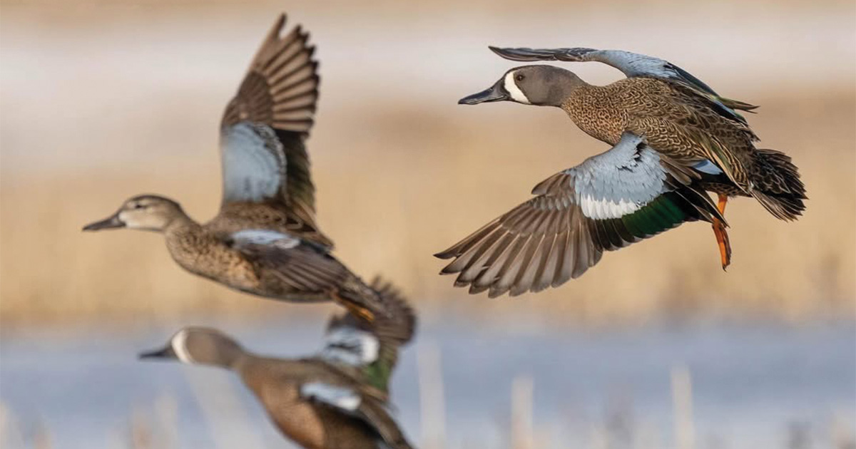 Migration Alert: Waterfowl Begin to Trickle into South Texas