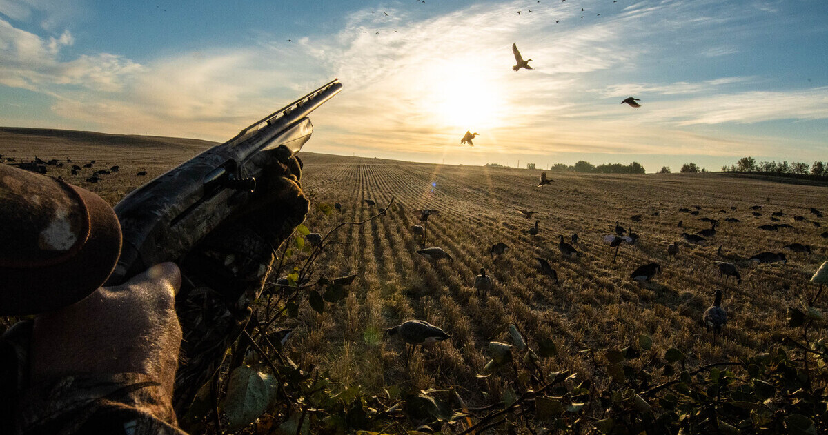 Migration Alert: Prairie Canada Hunting Heats Up as Weather Cools