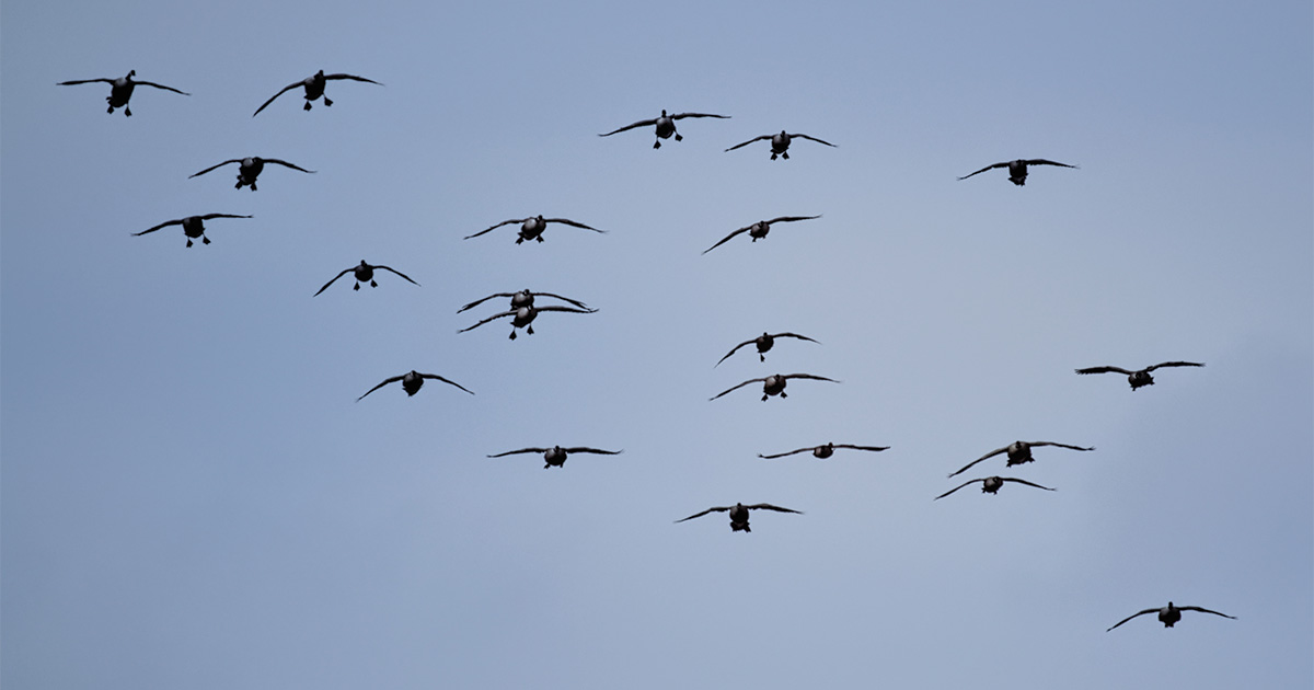 Canada geese coming in. Photo by Dale Kauzlaric