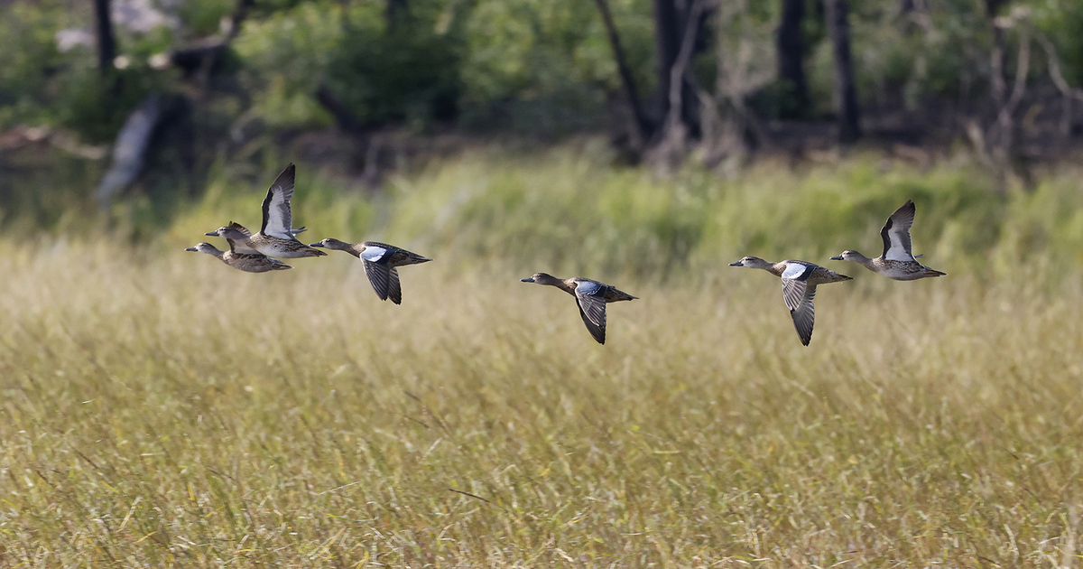 Flock of blue-winged teal over wetland. Photo by Michael Furtman.