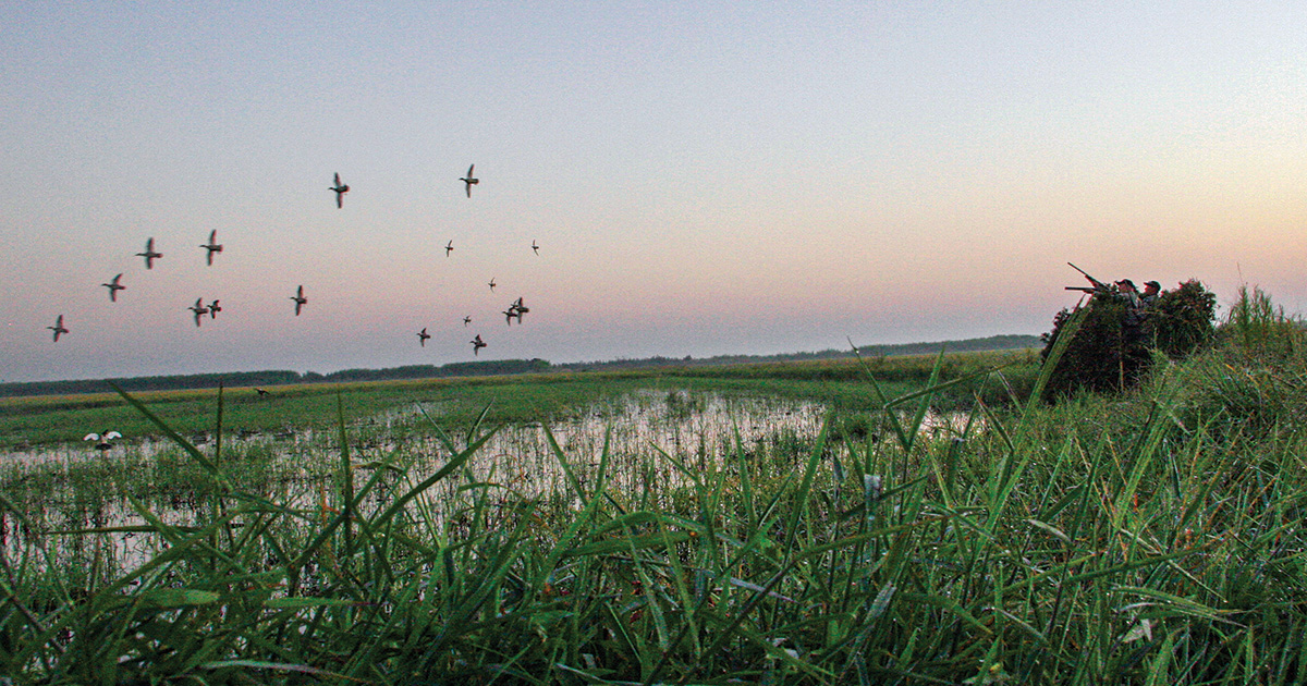 Migration Alert: Mixed Reports from Louisiana’s Nine-Day Early Teal Season