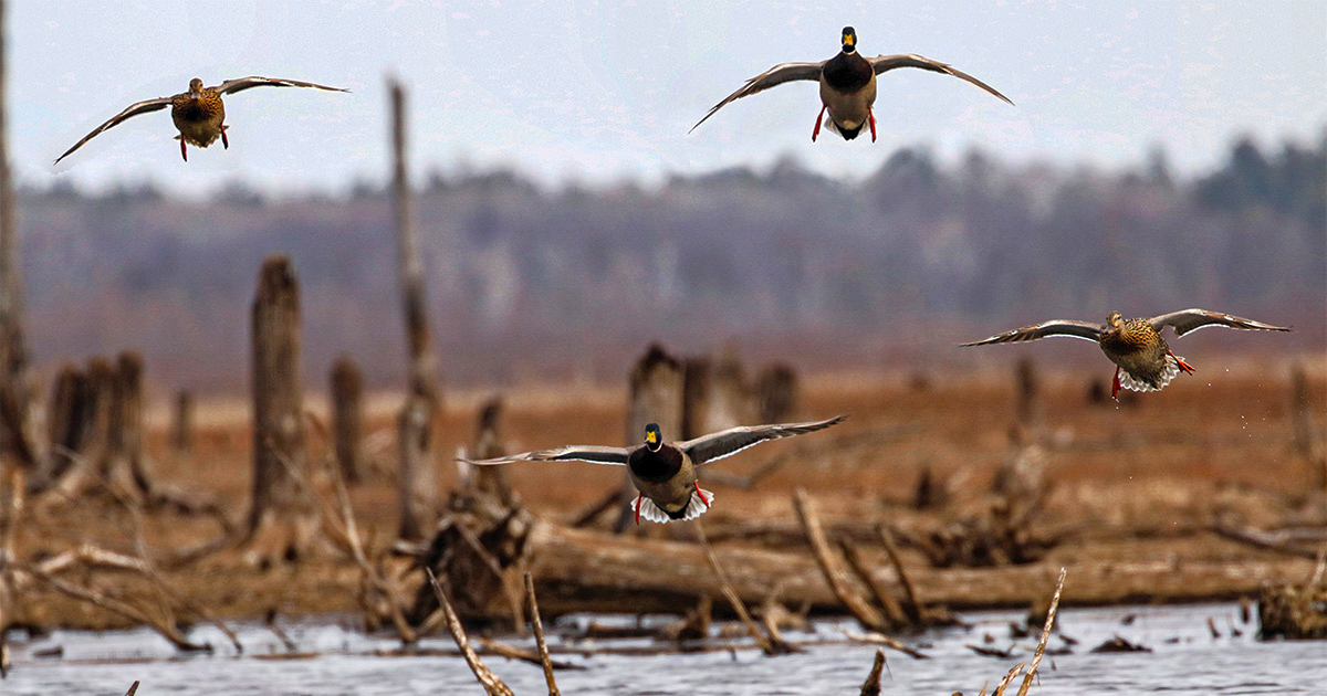 Migration Alert: Waterfowl Managers and Hunters Optimistic Across the Great Plains States