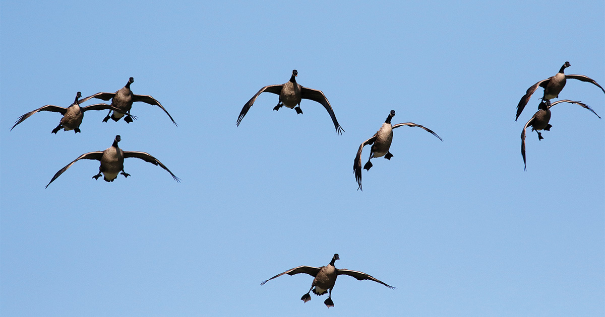 Migration Alert: Great Lakes Region Hunters Cash In on Canadas