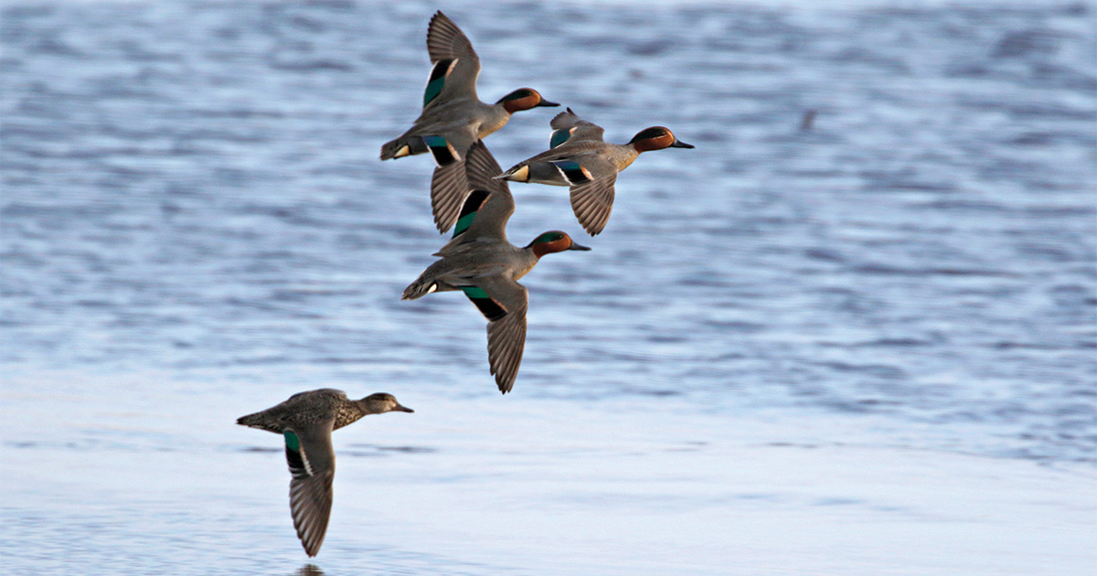 Migration Alert: Waterfowl Habitats Improving with Increased Rainfall