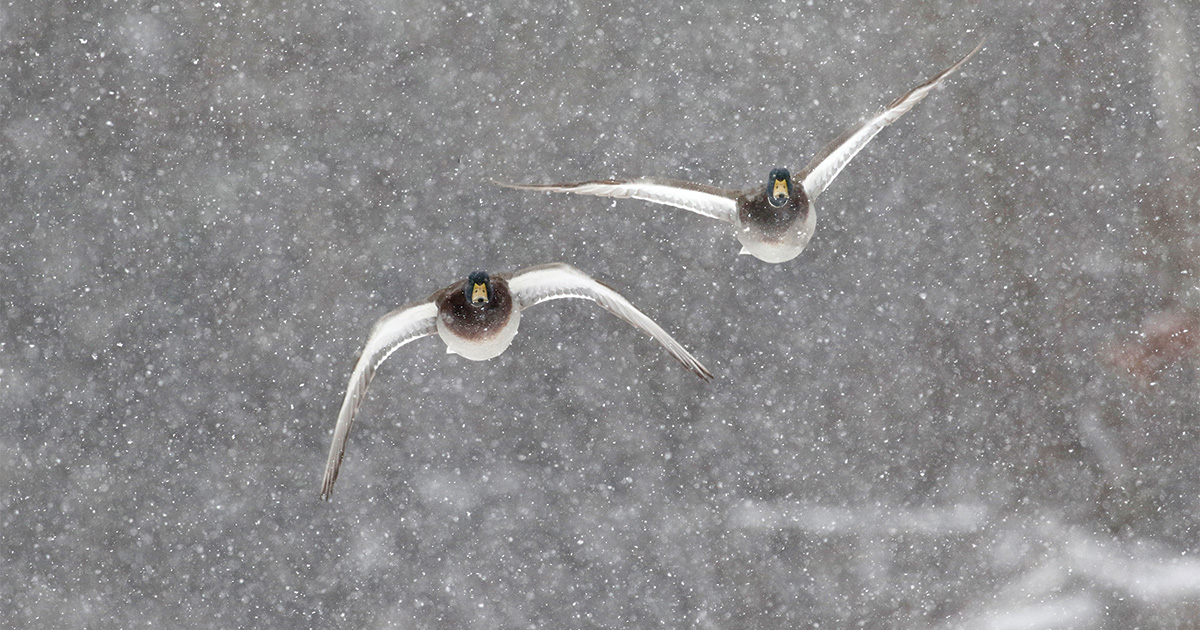 Migration Alert: Indiana and Illinois Hunters Prepare for Arctic Conditions