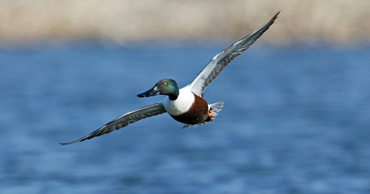 Migration Alert: November Doldrums Strike California, Hunters Await Weather