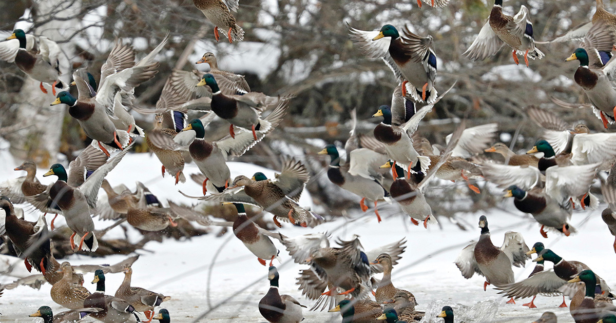 Migration Alert: First Major Blast of Winter Weather Set to Strike Northern Plains