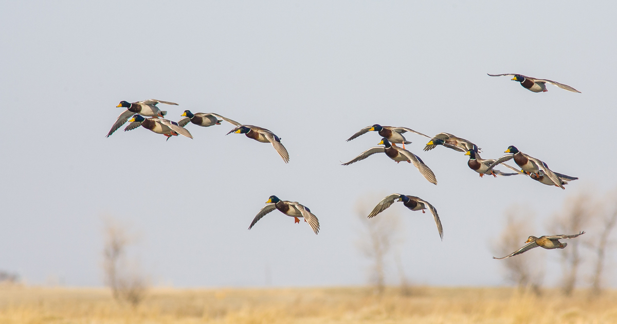 Image for Migration Alert: Waterfowl Push Underway Through New Jersey and Delmarva Peninsula