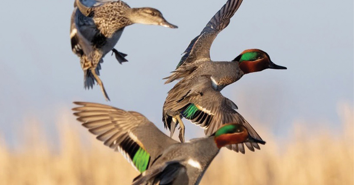 Migration Alert: Strong Start for Many Louisiana Duck Hunters