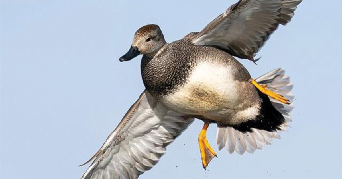 Migration Alert: Louisiana Hunters Continue to Be Optimistic Heading into New Year