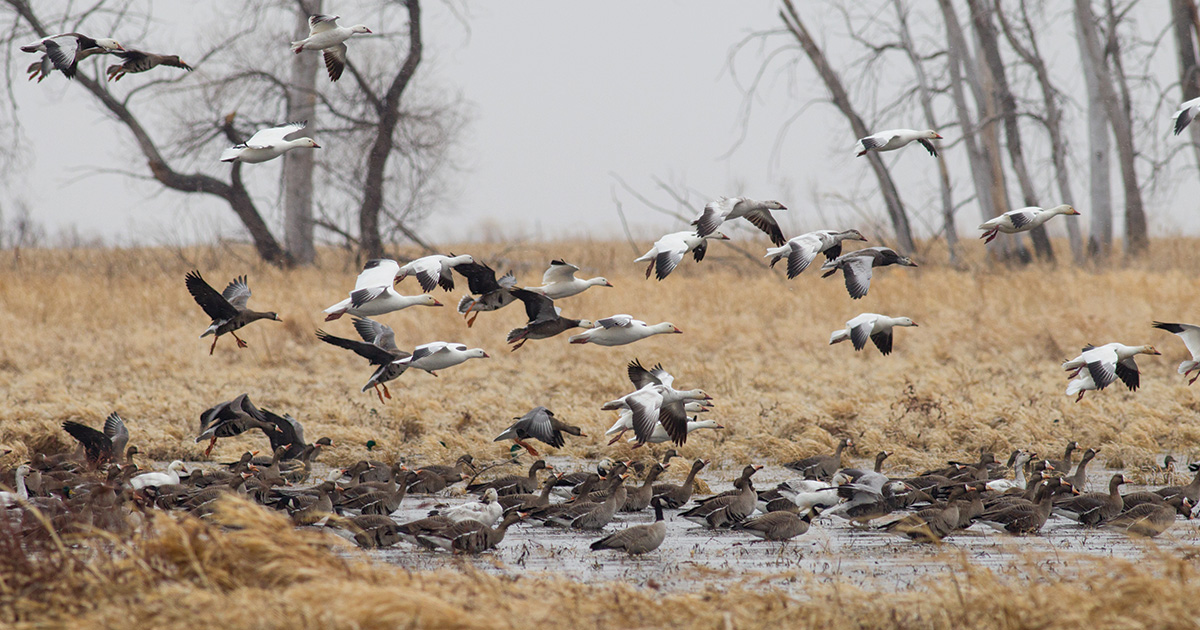 Migration Alert: January Thaw Scatters Birds in Central Flyway
