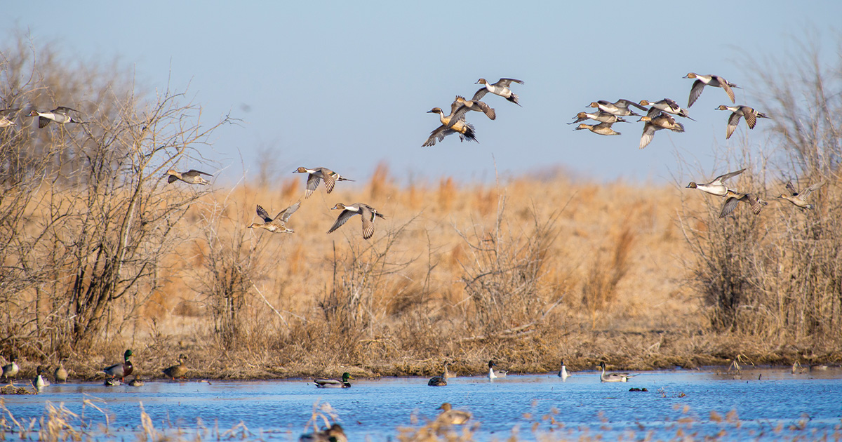 Image for Migration Alert: North Dakota Hunters Wait on Weather and Migration