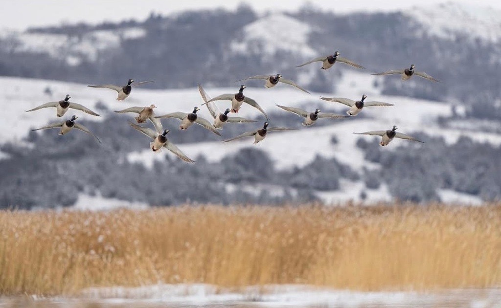 Migration Alert: Snow and Cold Blast Central Flyway