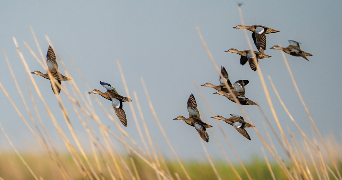 Migration Alert: Impressive Teal Numbers Reported Along the Texas Coast