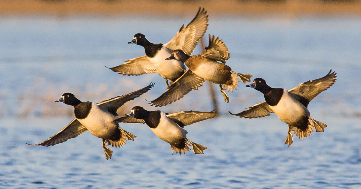 Migration Alert: Southern California Hunters Deal with Low Duck Numbers