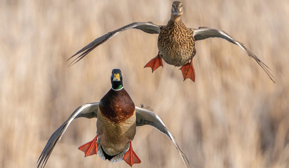 Migration Alert: Winter Weather Needed to Shake Things Up Around Chesapeake Bay
