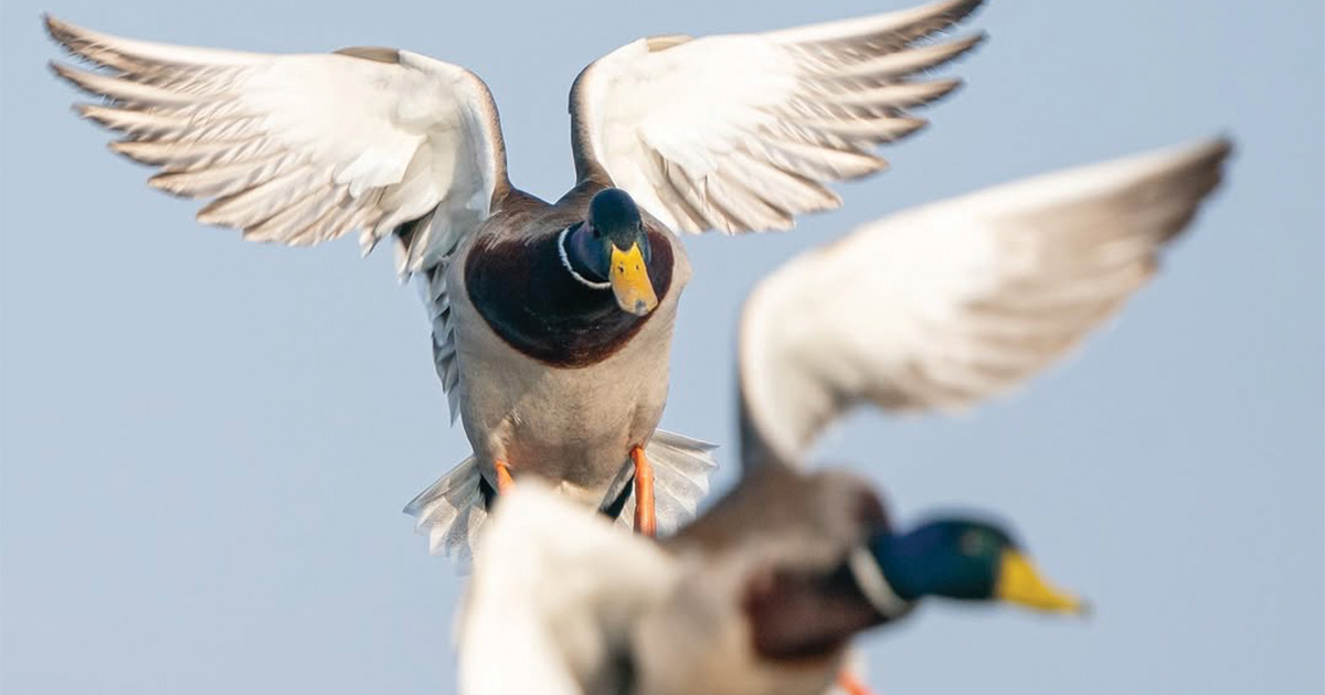 Image for Migration Alert: Waterfowl Migration Increases Across Michigan