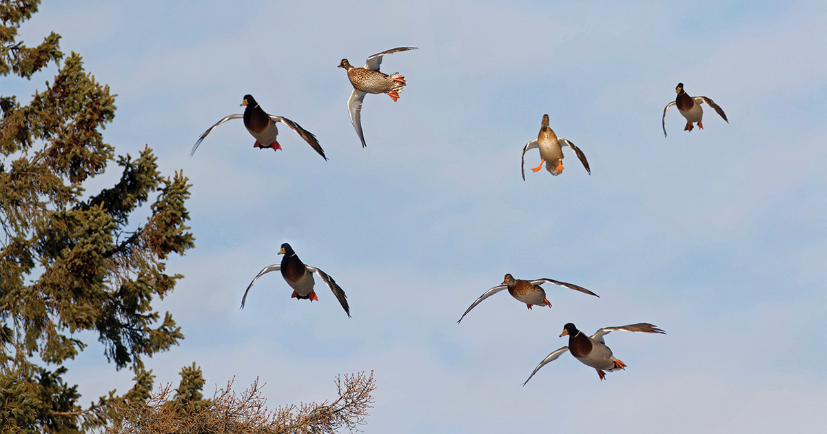 Migration Alert: Good Habitat Conditions Sets the Table for Pacific Northwest