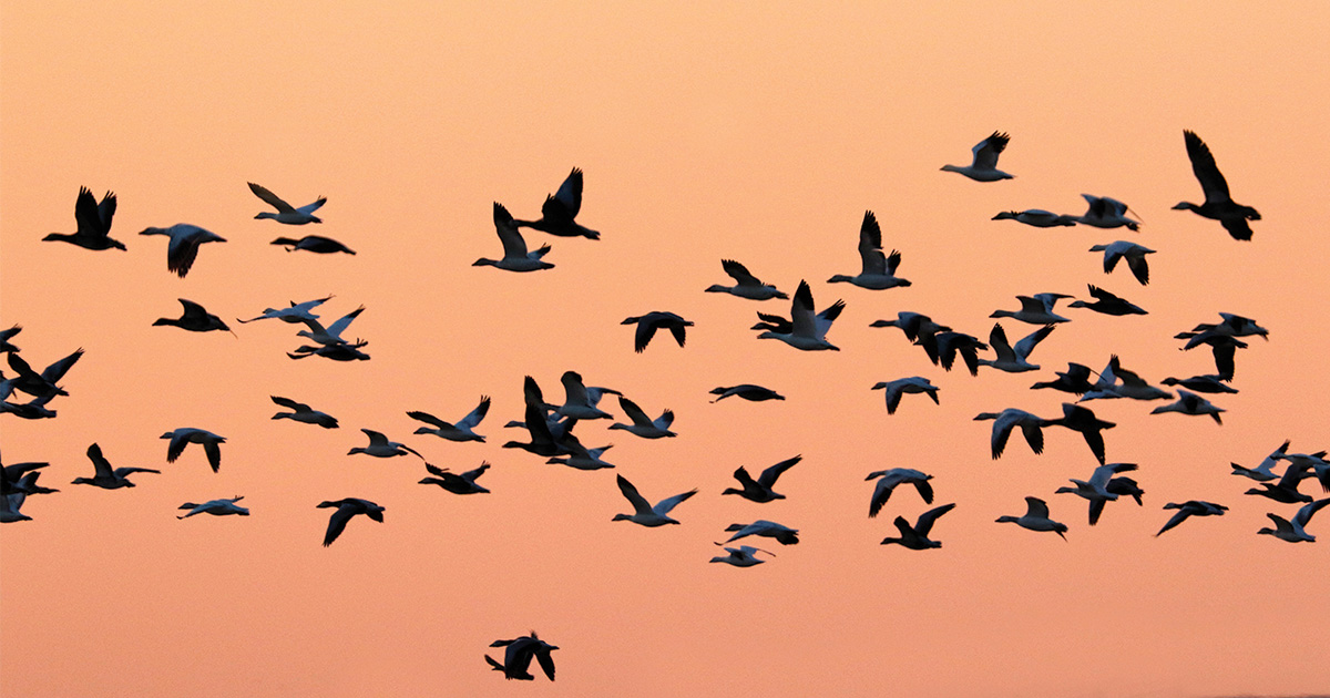 Migration Alert: Last of the Light Goose Migration Pushing through Mid-South and Midwest