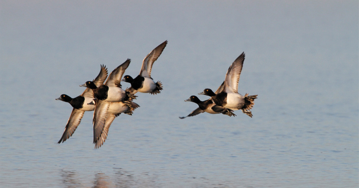 Migration Alert: Cold Weather Should Improve Hunting across New York