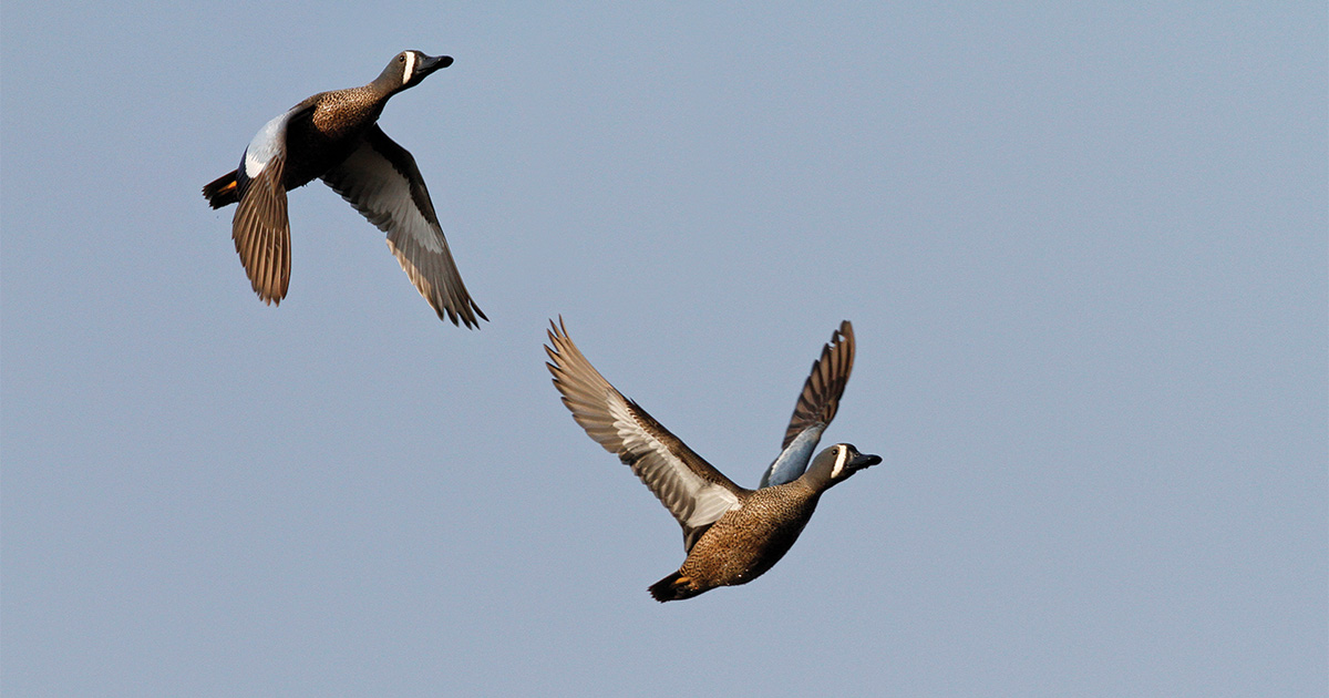 Migration Alert: Bluewings Are on the Move in the Central Flyway