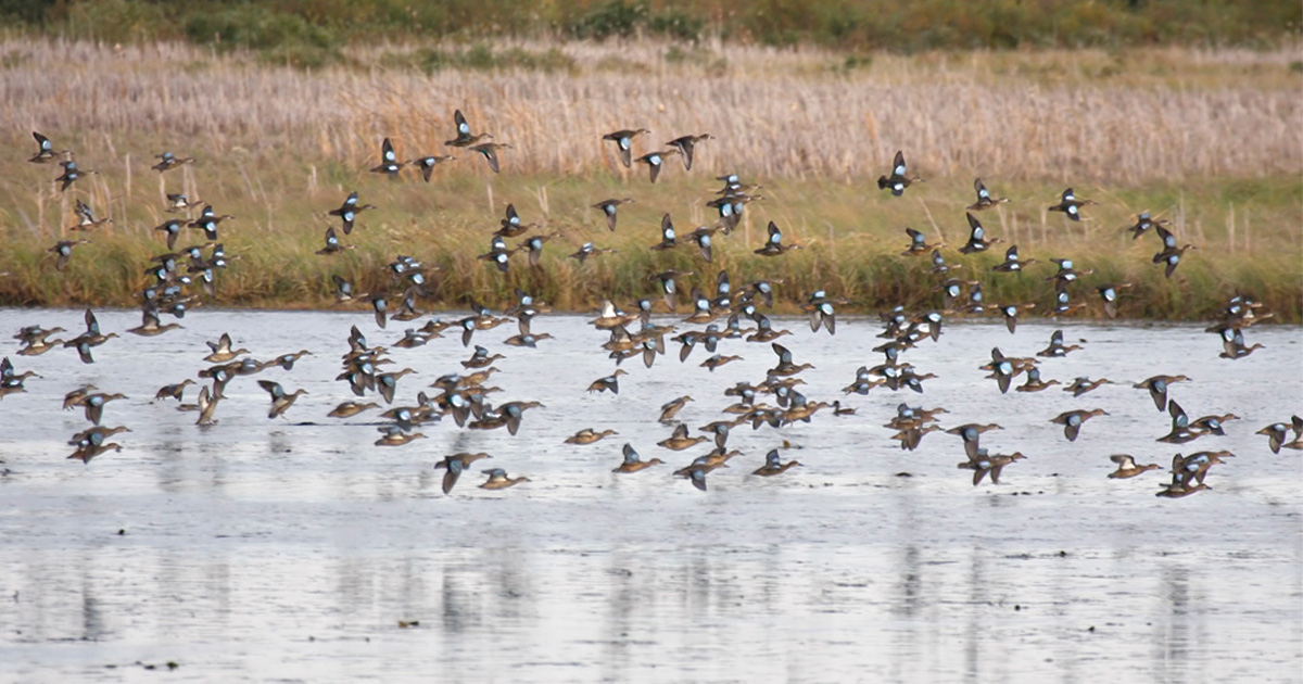 Michael Furtman_Bluewing Flock.jpg