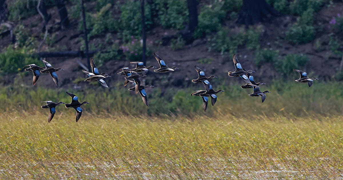 Migration Alert: Teal Reports Are Mixed across the Great Lakes States