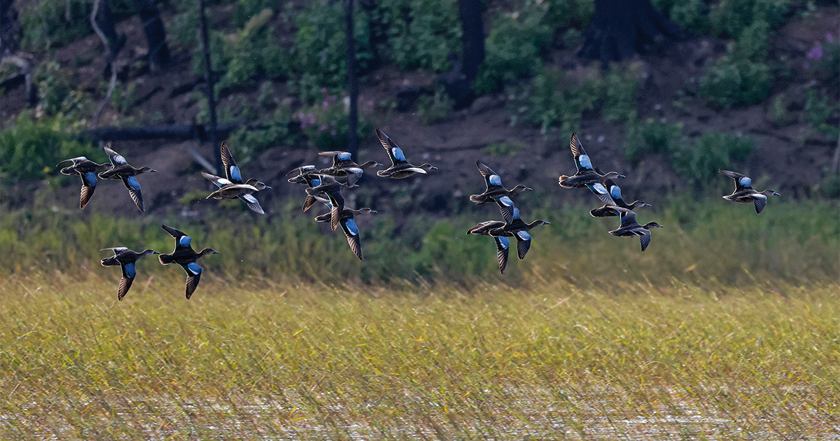 Michael Furtman_BluewingedTeal.jpg