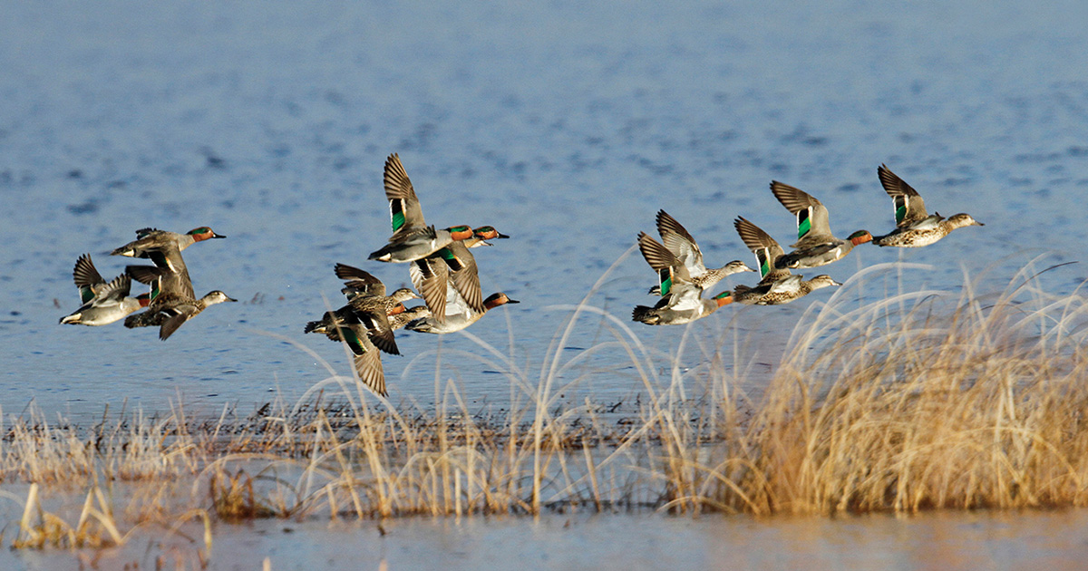 Migration Alert: Changing Conditions in the Upper Midwest Should Improve Habitat