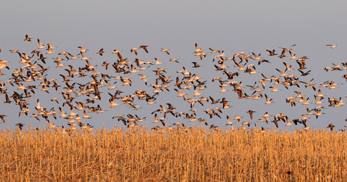 Migration Alert: Light Goose Spring Migration Kicks into Overdrive