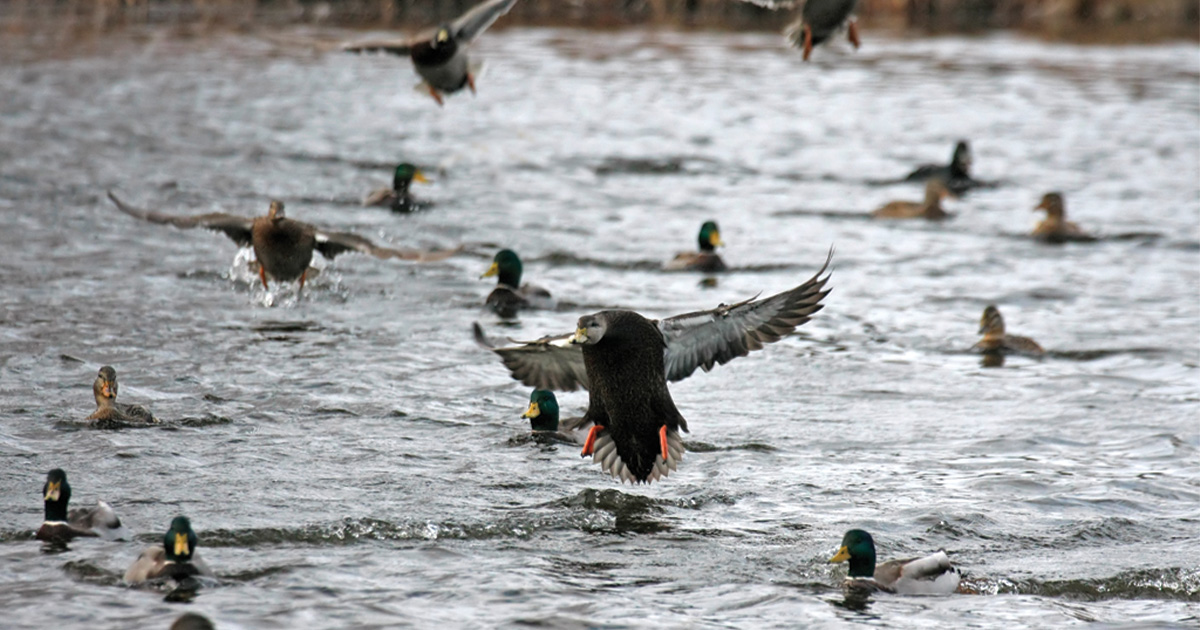 Migration Alert: Water, Improved Habitat has North Atlantic States Poised for Strong Season
