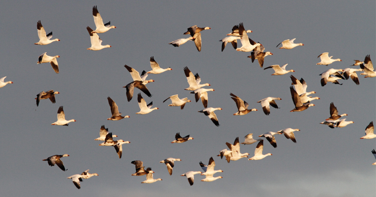 Migration Alert: Door Remains Open for Light Goose Migration in Central Flyway